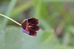 Calochortus pringlei B. L. Rob. resmi