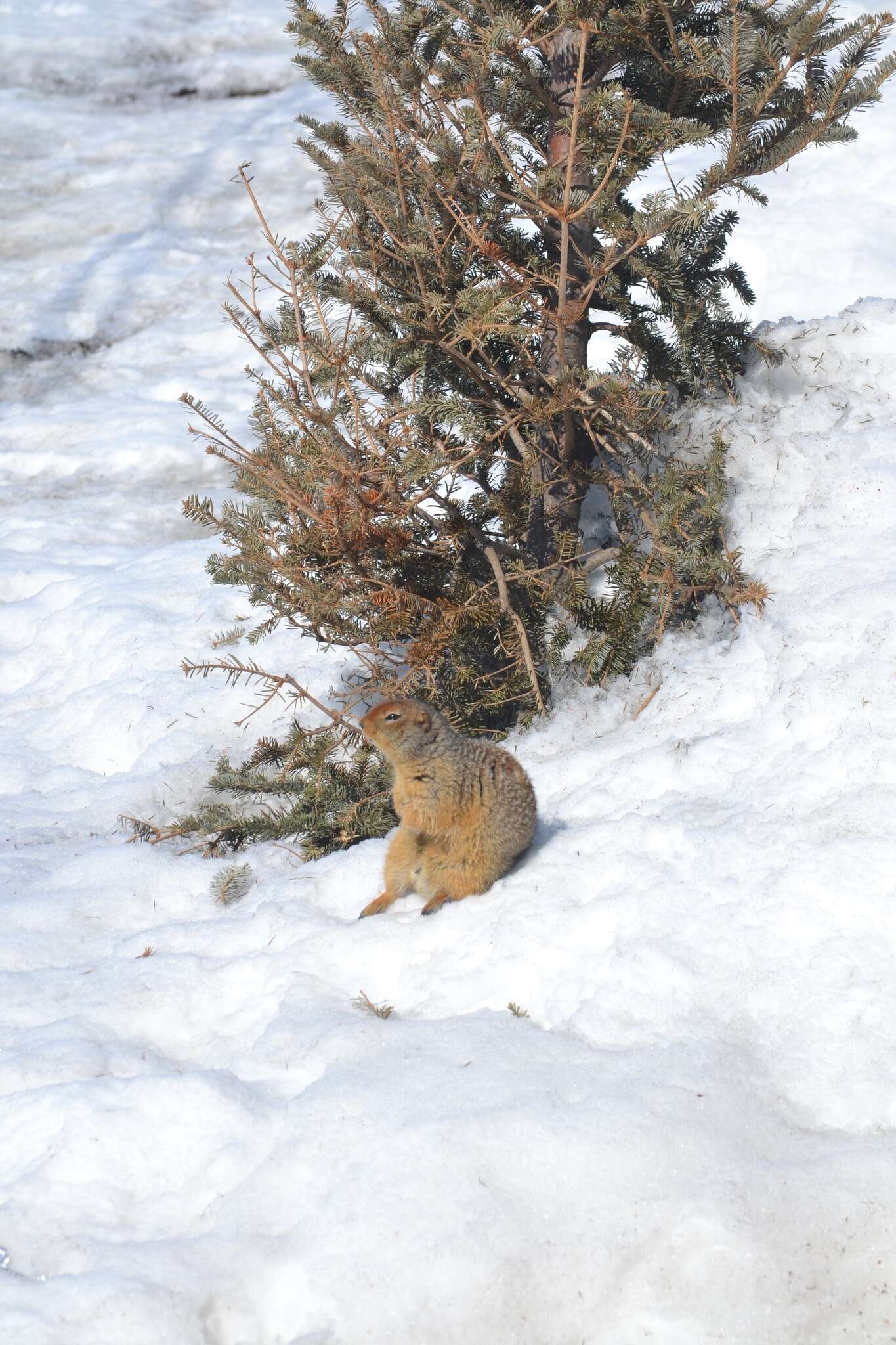 Image of Arctic ground squirrel