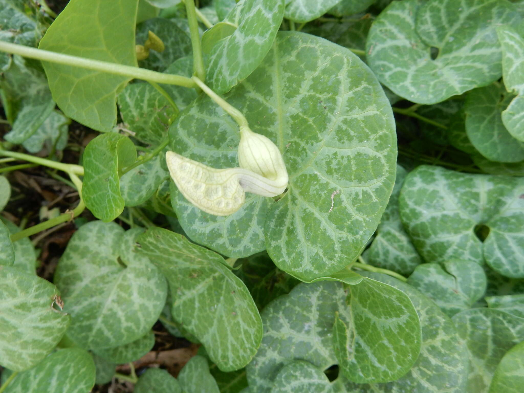 Image of Aristolochia fimbriata Cham.