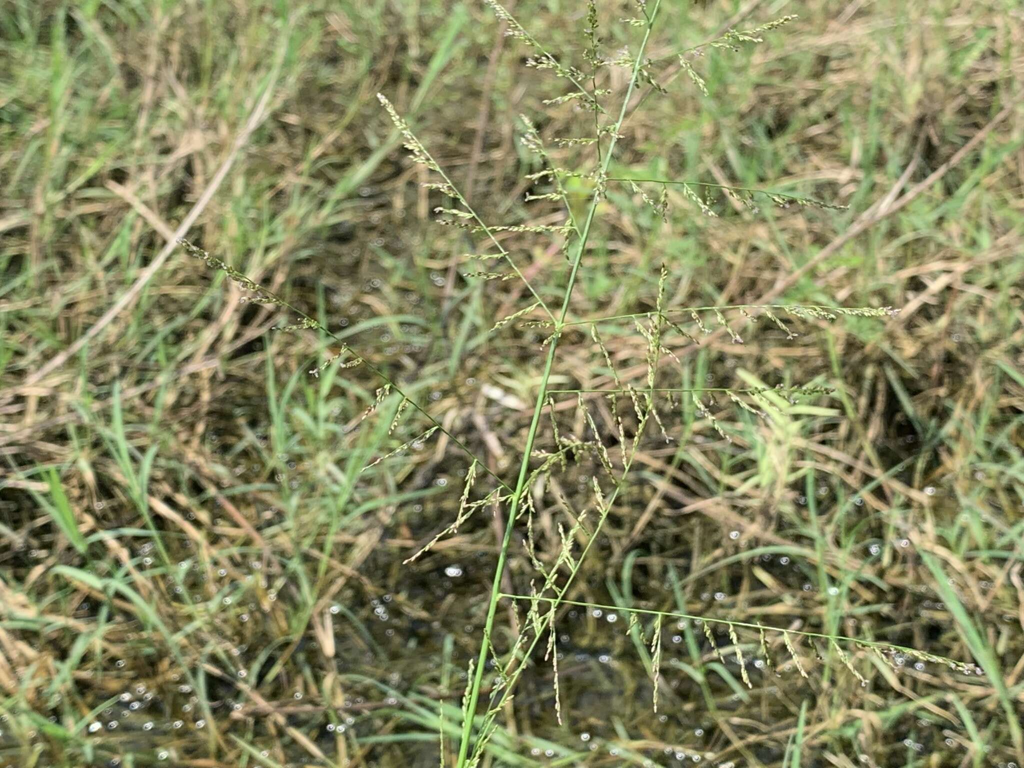 Image of Lax Gaping Grass