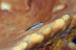 Image of Yellownose goby