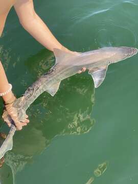 Image of Gray Smooth-hound