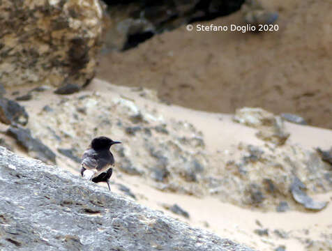 Image of Black Wheatear