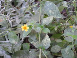 Image of Tridax dubia Rose