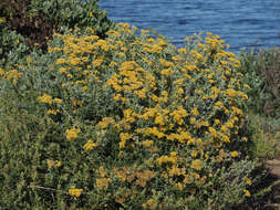 صورة Helichrysum revolutum (Thunb.) Less.