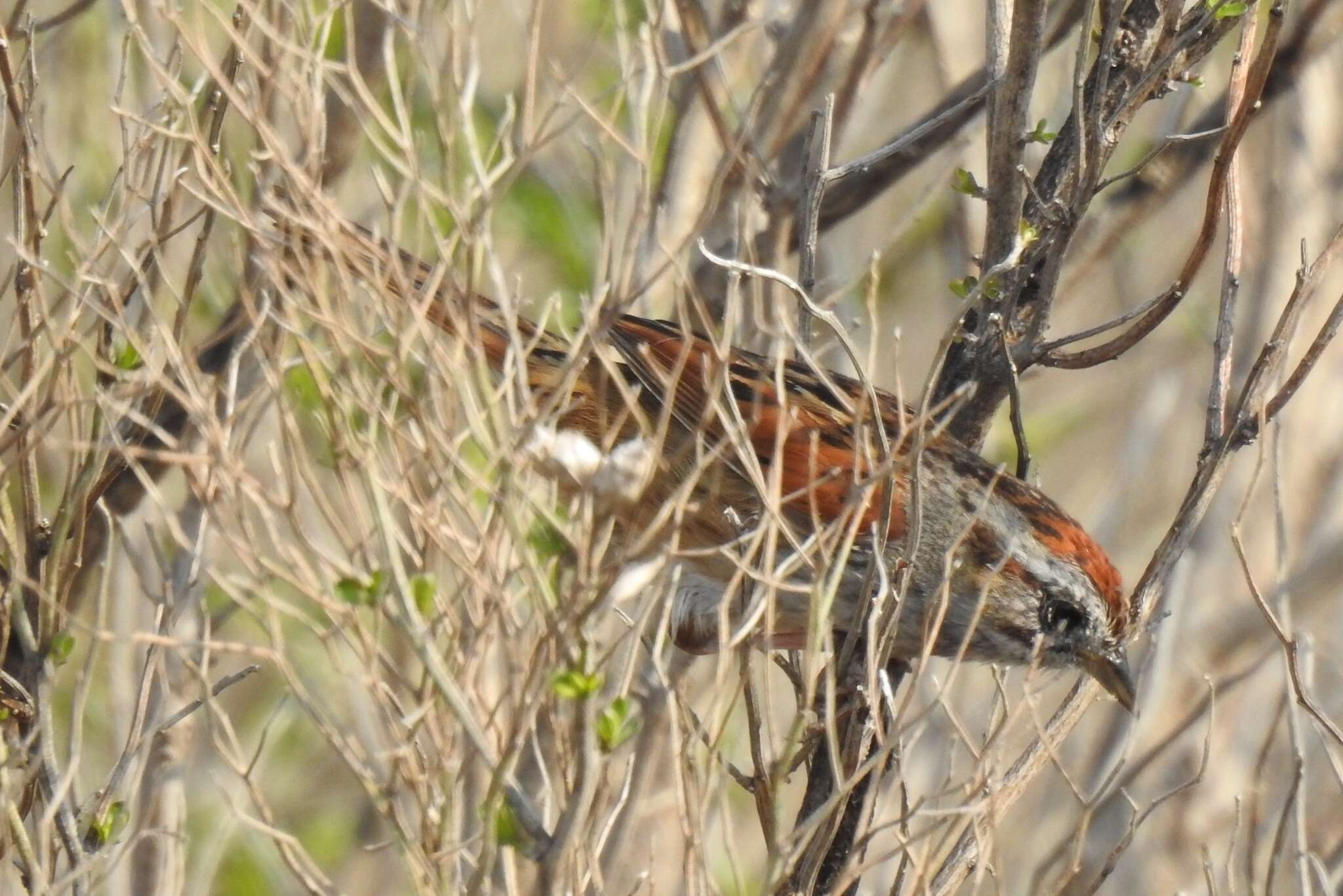 Melospiza georgiana georgiana (Latham 1790) resmi