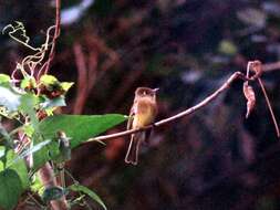 Image of Cordilleran Flycatcher