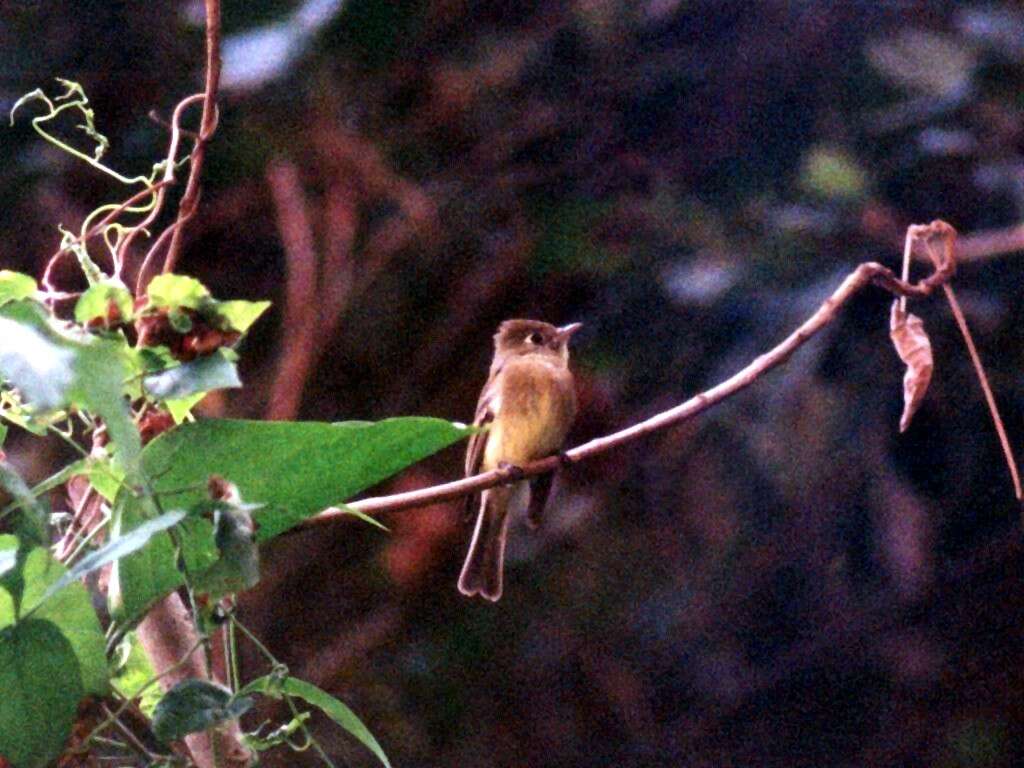 Image of Cordilleran Flycatcher