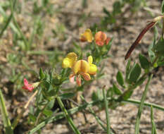 Image of Lotus krylovii Schischkin & Serg.