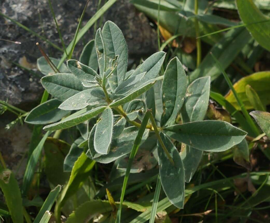 Image of Thermopsis alpina (Pall.) Ledeb.