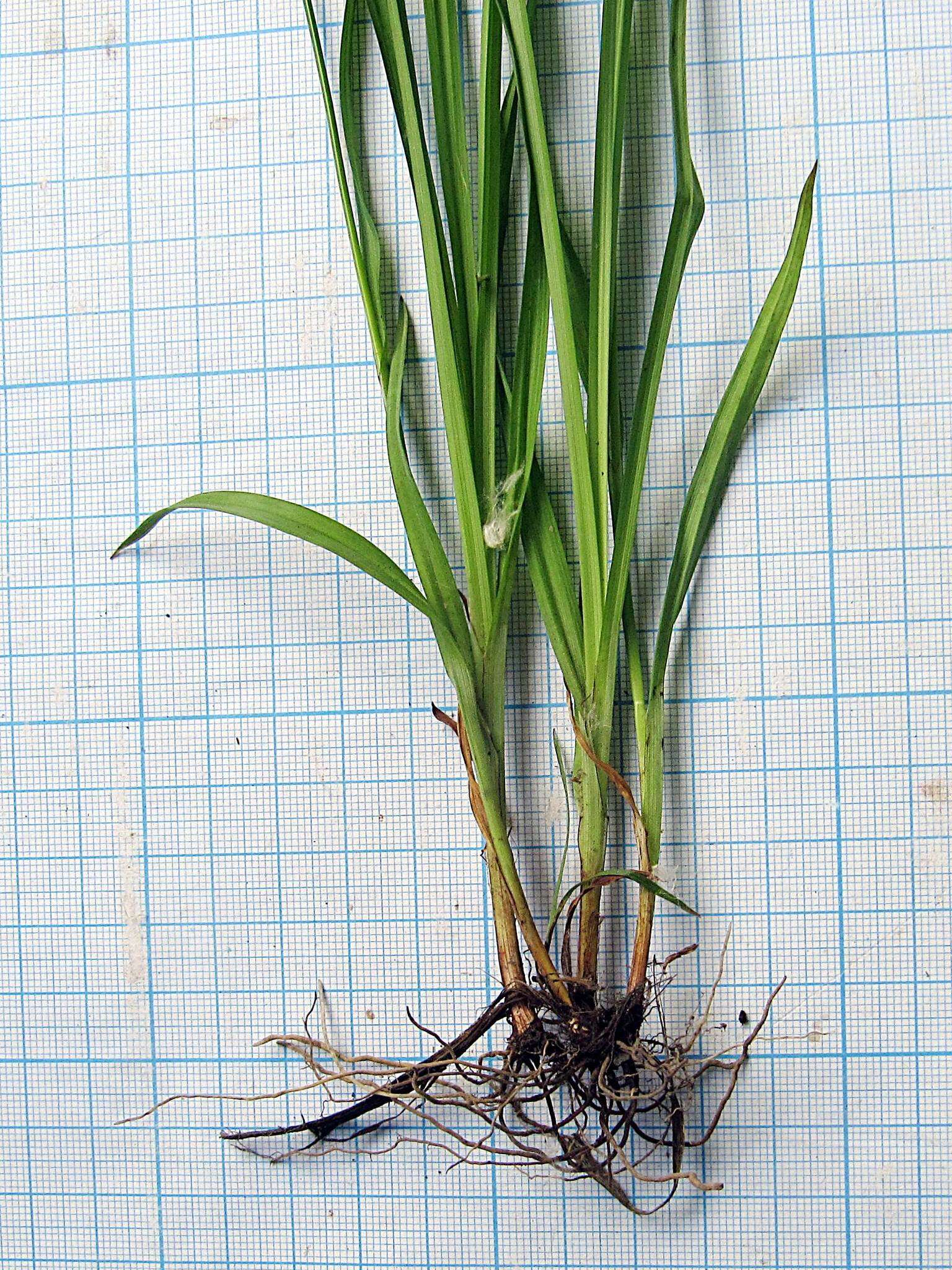 Слика од Carex bostrychostigma Maxim.