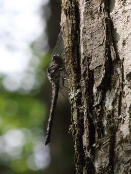 Image of Tachopteryx Uhler ex Selys 1859