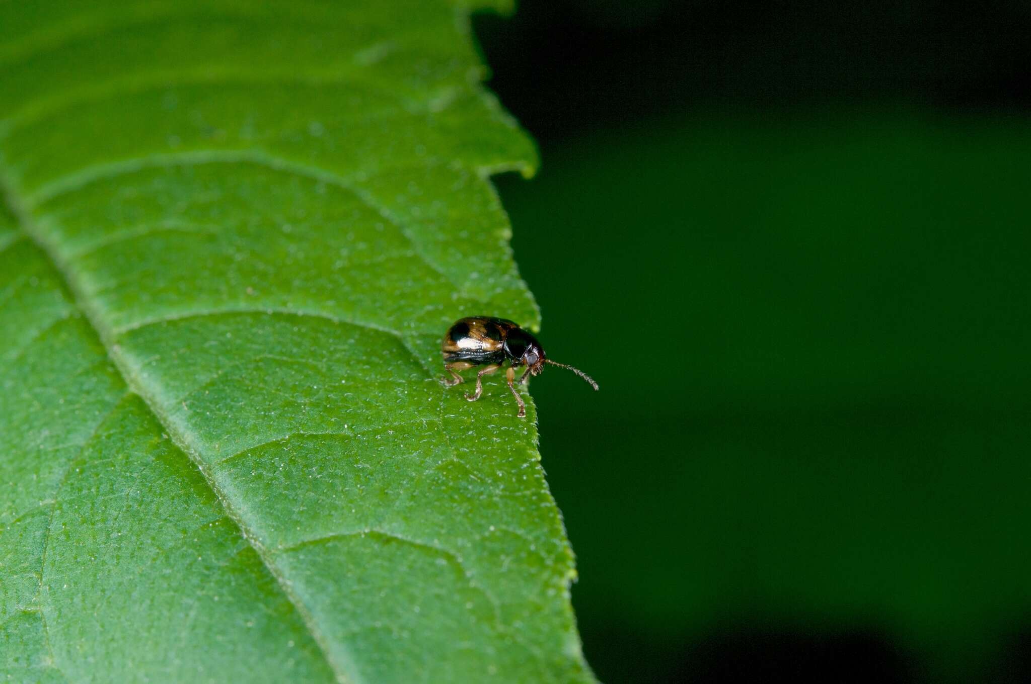 Image of Paria quadrinotata (Say 1824)