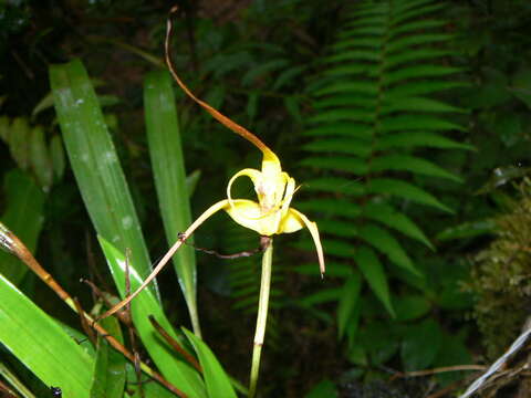 Image of Maxillaria lepidota Lindl.