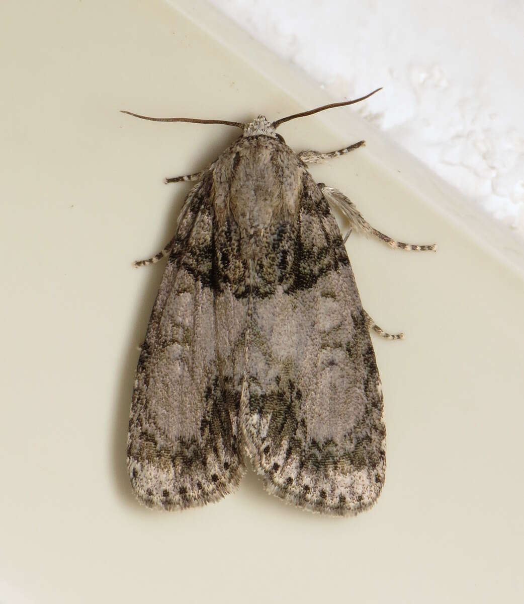 Acronicta retardata Walker 1861的圖片