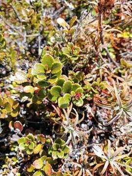 Image de Gaultheria colensoi Hook. fil.