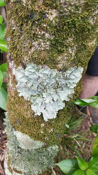 <i>Pseudocyphellaria montagnei</i> (C. Bab.) D. J. Galloway & P. James resmi