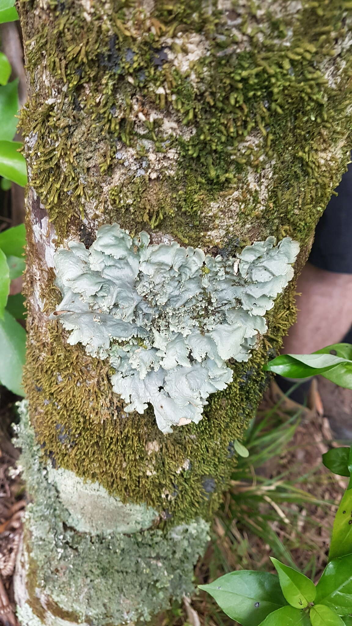 Image of <i>Pseudocyphellaria montagnei</i> (C. Bab.) D. J. Galloway & P. James