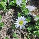 Image of Callianthemum kernerianum A. Kerner