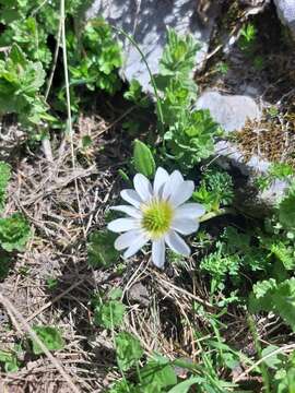 Image of Callianthemum kernerianum A. Kerner