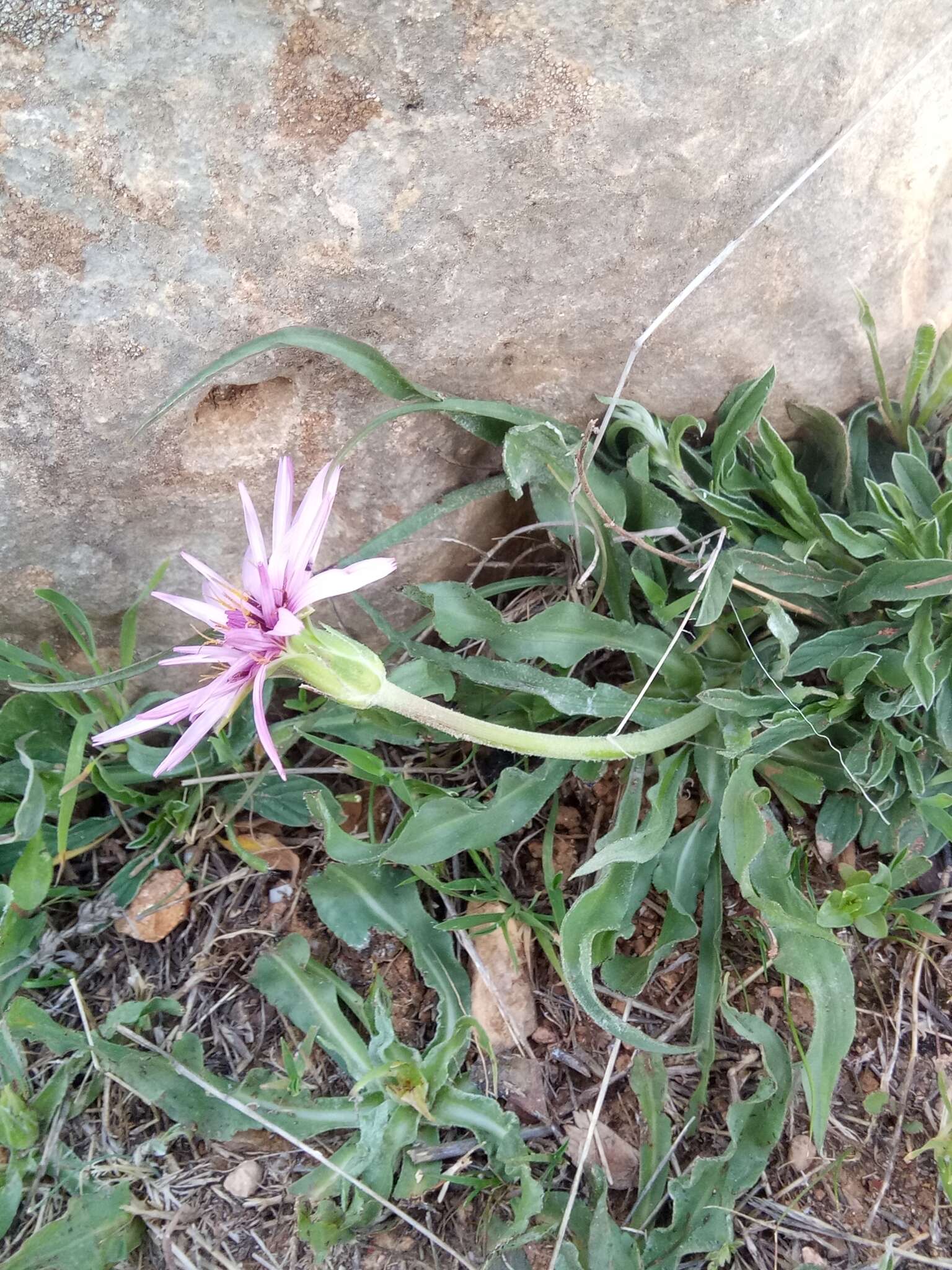 Image of Pseudopodospermum undulatum subsp. undulatum