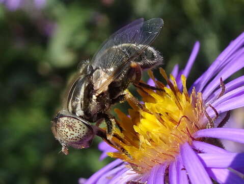 Image de Eristalinus aeneus (Scopoli 1763)