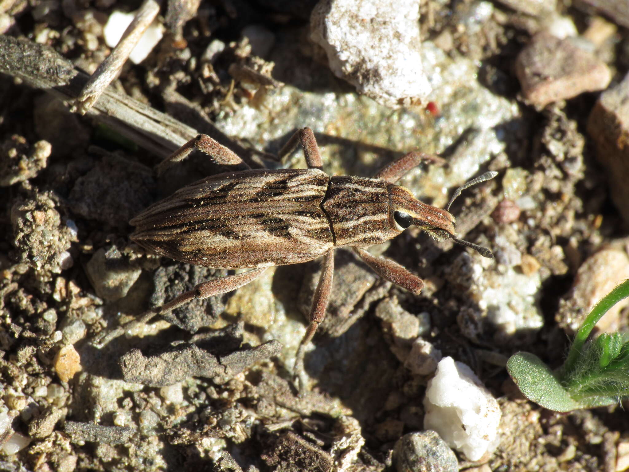 Image of Coniocleonus nigrosuturatus (Goeze & J. A. E. 1777)