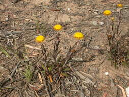 Image of Coronidium oxylepis (F. Müll.) Paul G. Wilson