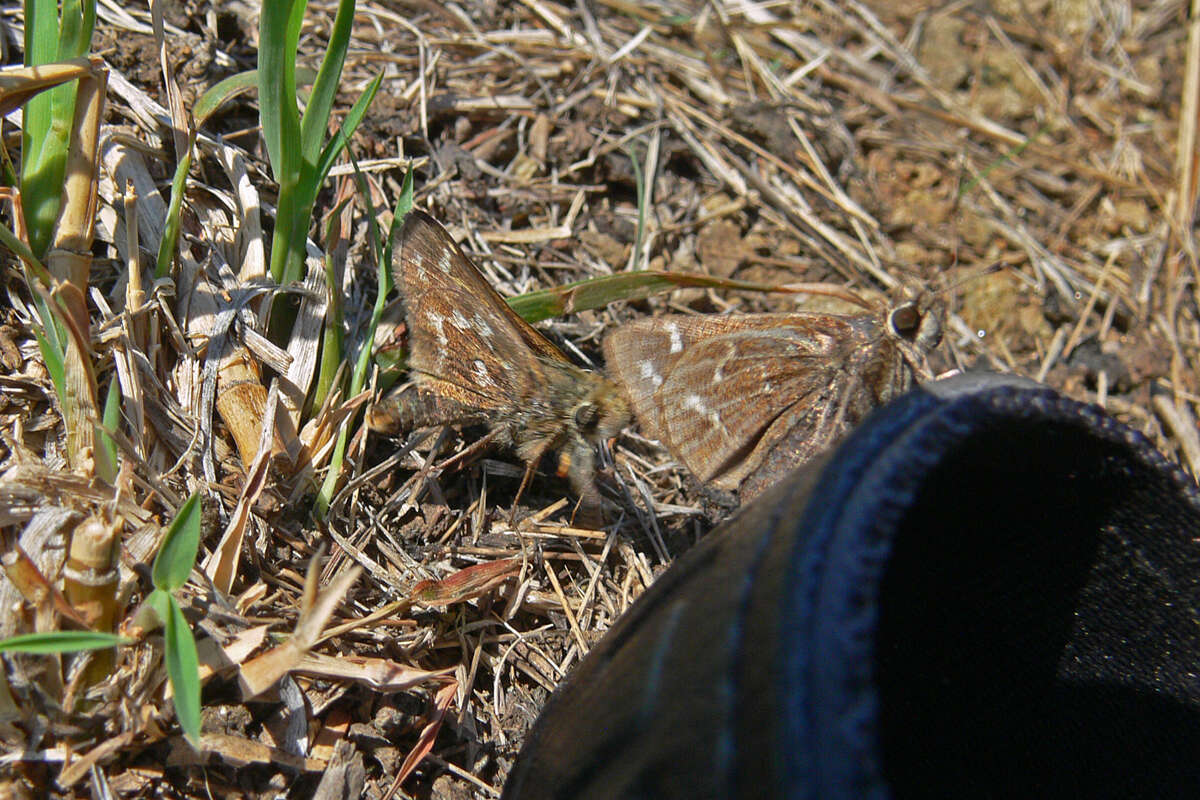 Слика од Hesperia metea Scudder 1863