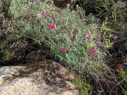 Imagem de Lathyrus splendens Kellogg