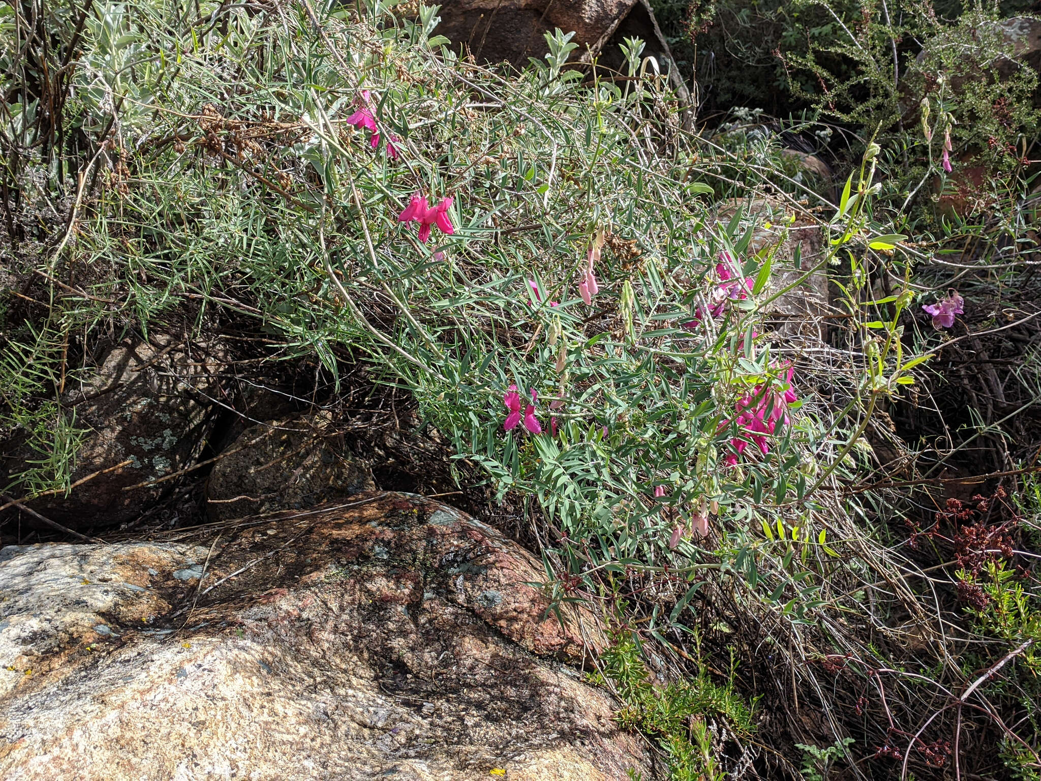 Imagem de Lathyrus splendens Kellogg