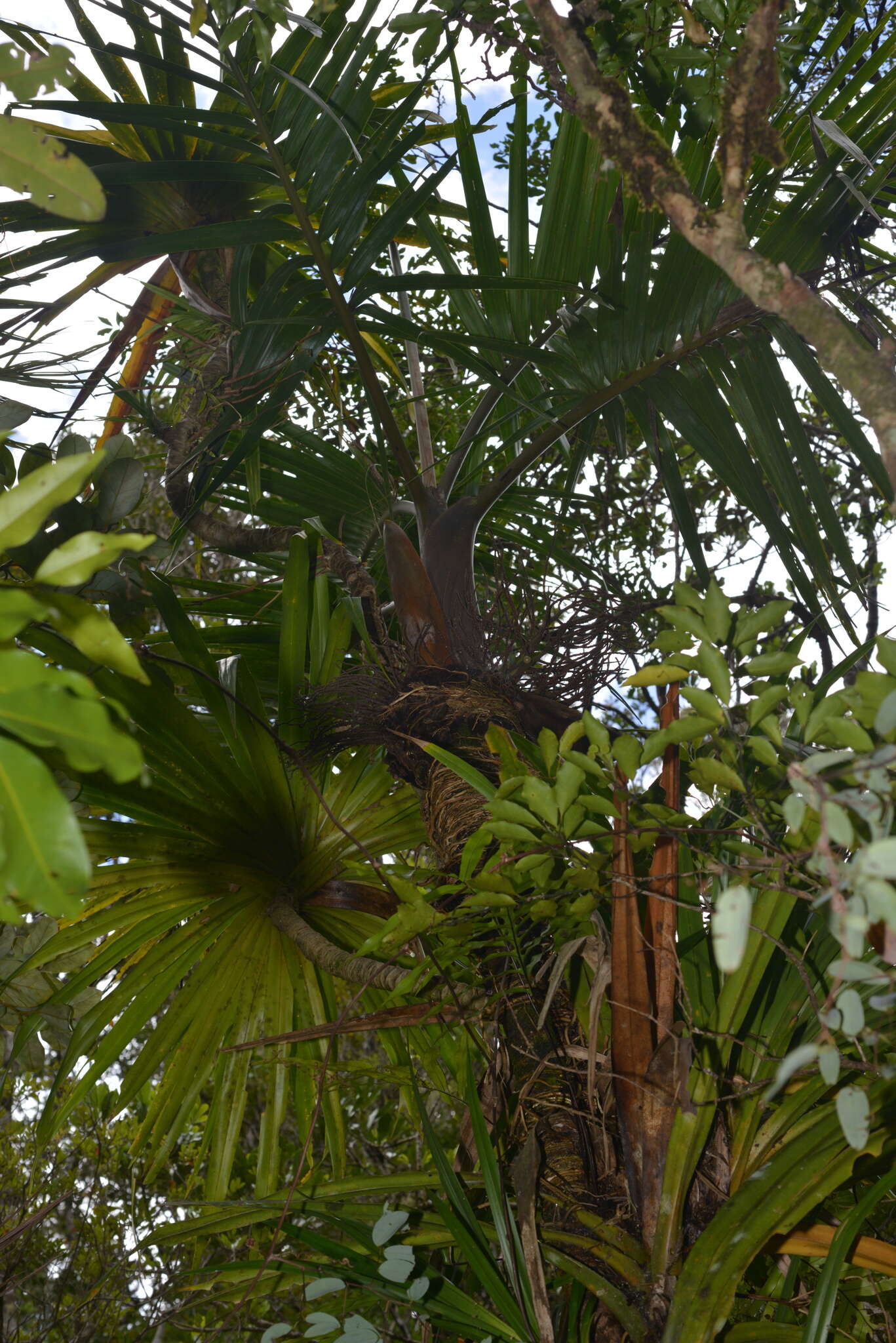 Image of Clinosperma bracteale (Brongn.) Becc.