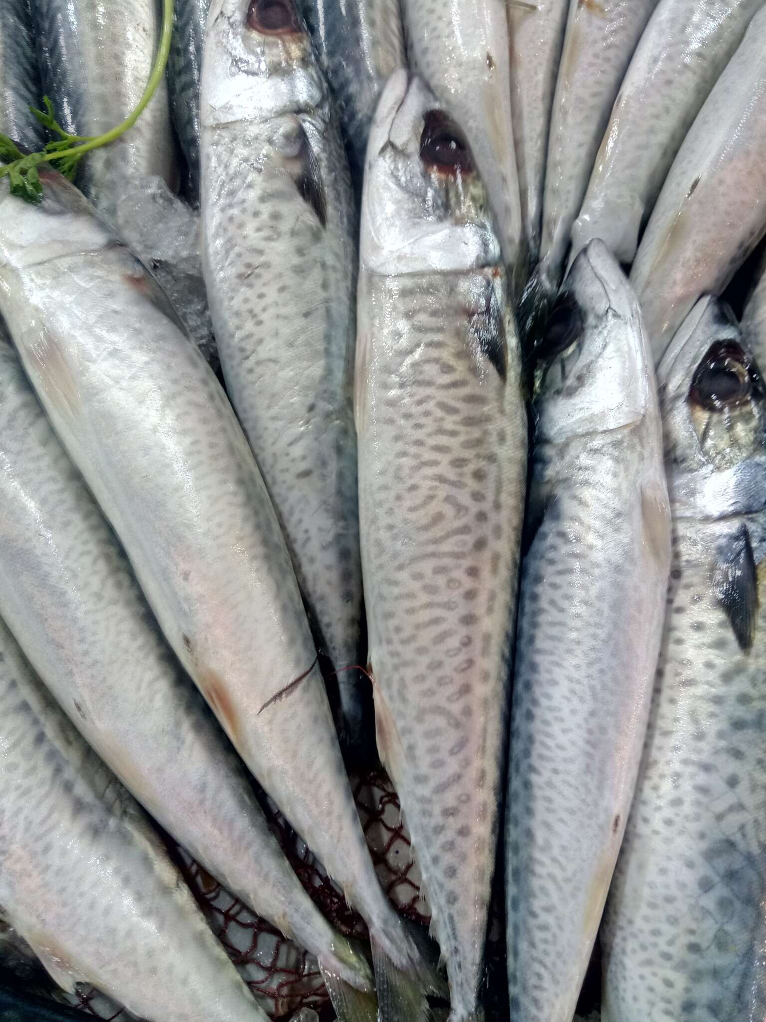 Image of Atlantic Chub Mackerel