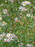 Image of white panicle aster