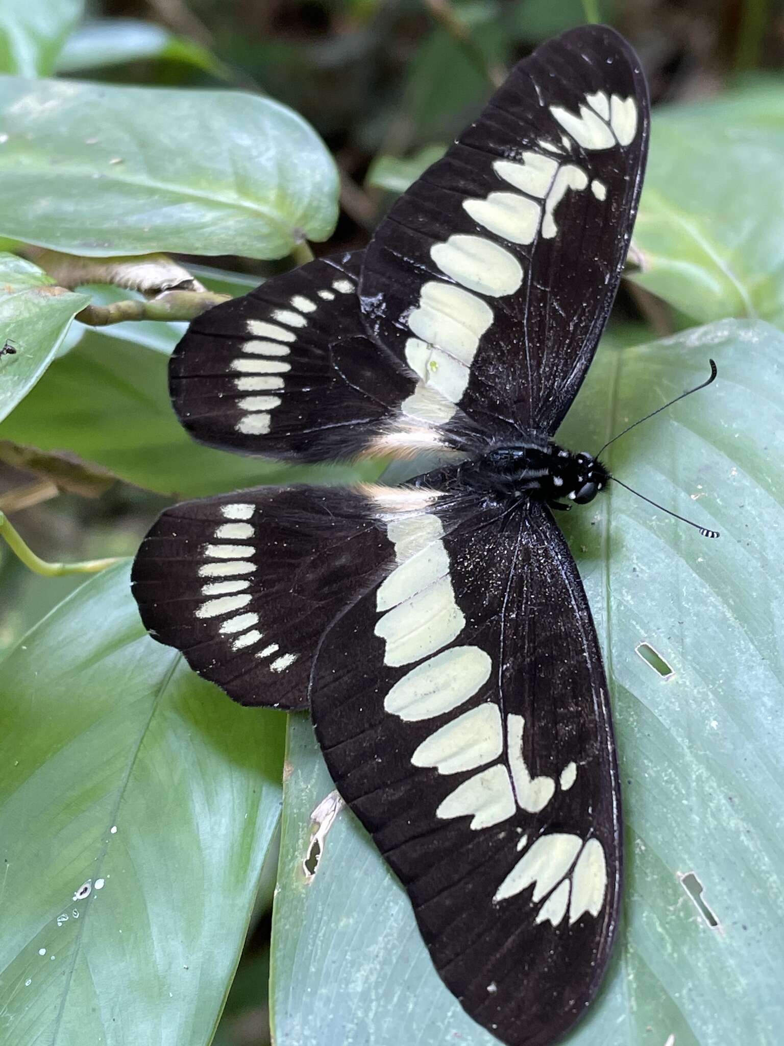 Graphium latreillianus (Godart (1819))的圖片