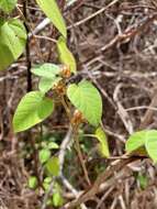 Sivun Jacquemontia paniculata (Burm. fil.) Hall. fil. kuva