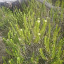 Image of Ozothamnus lycopodioides Hook. fil.