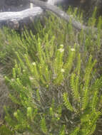 Image of Ozothamnus lycopodioides Hook. fil.