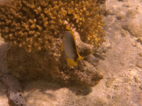 Image of Black-back Butterflyfish