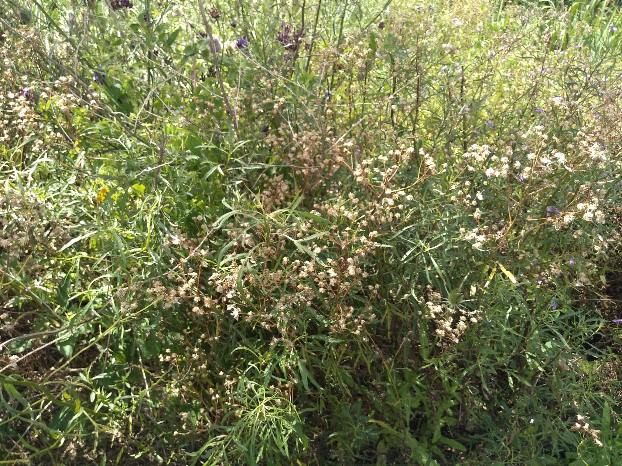 Sivun Senecio brasiliensis (Spreng.) Less. kuva