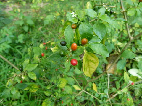 Image of bird pepper