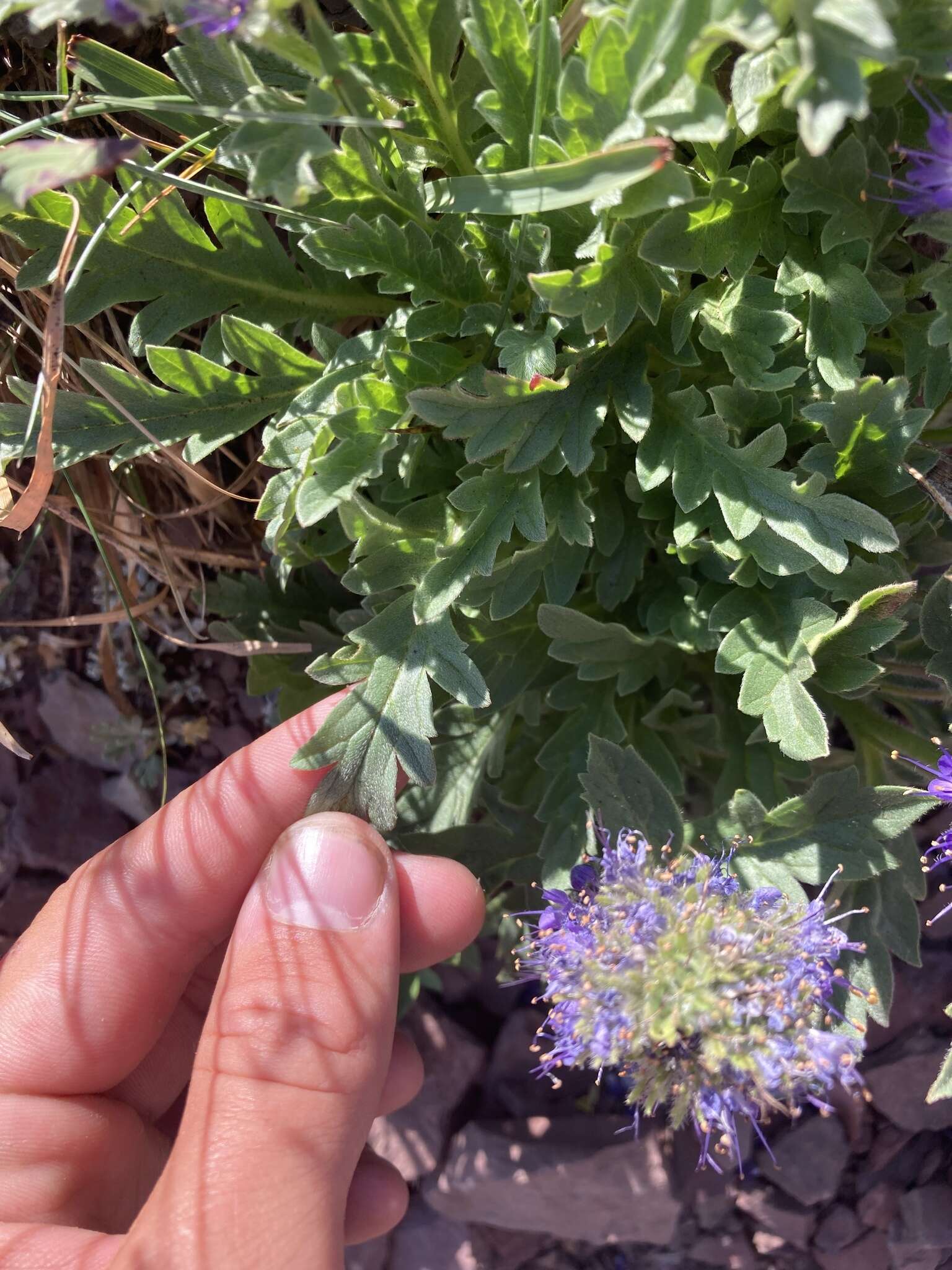 Image de Phacelia lyallii (A. Gray) Rydb.