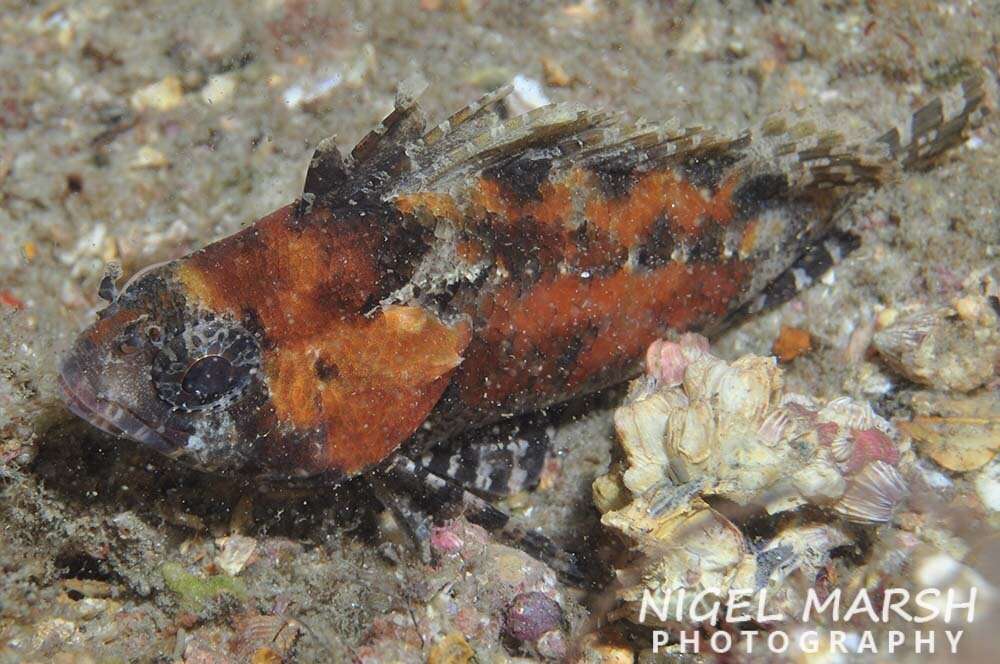 Image of false scorpionfishes