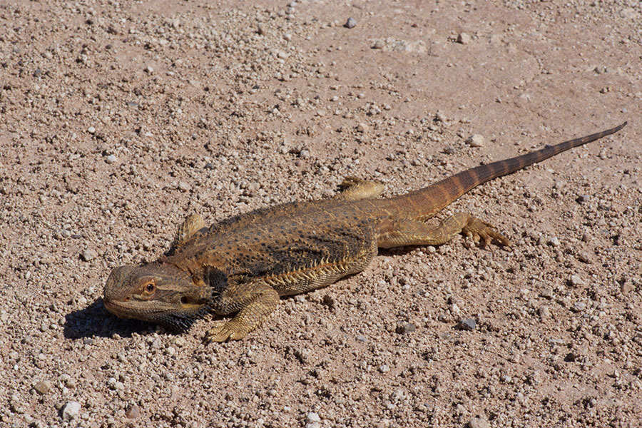 Image of Central bearded dragon