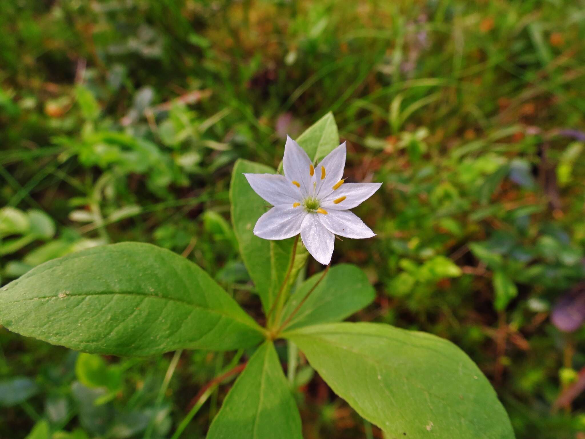 Image of Lysimachia europaea (L.) U. Manns & Anderb.