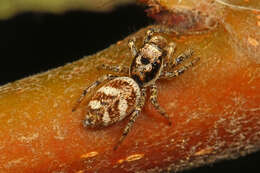 Image of Zebra spider