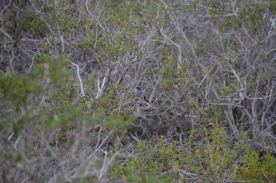 Image of Coastal California gnatcatcher