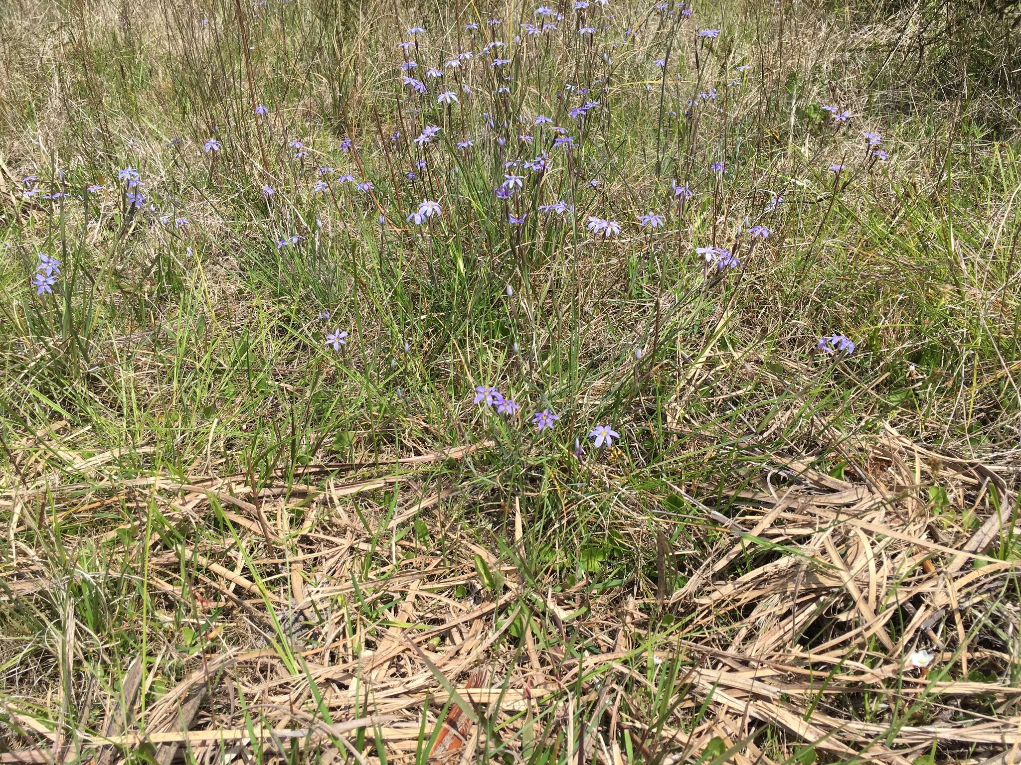 Sisyrinchium nashii E. P. Bicknell的圖片