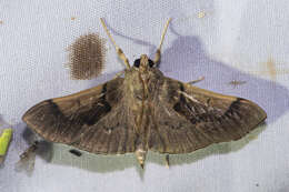 Image of Pilocrocis milvinalis Swinhoe 1885