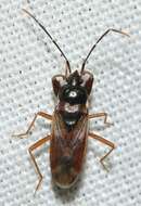 صورة Eremocoris fenestratus (Herrich-Schaeffer 1839)